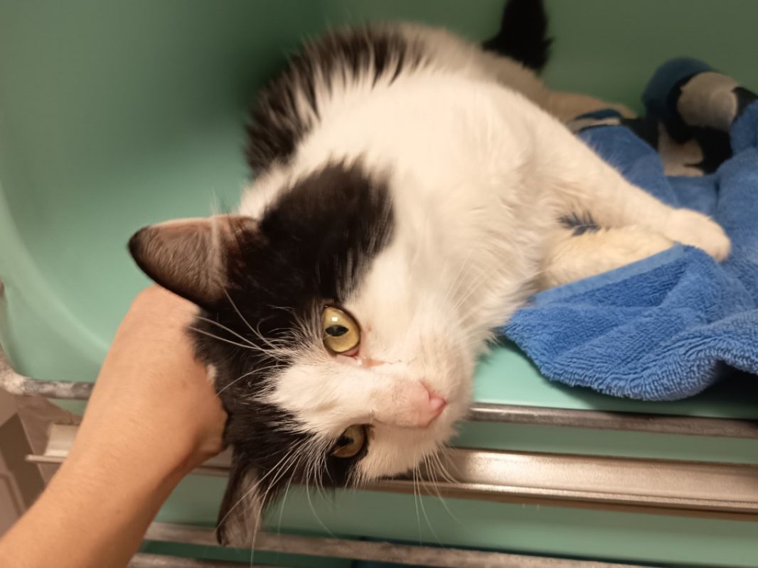 Anakin - Chat Européen à adopter