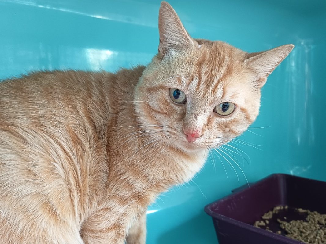 Yoda - Chat Européen à adopter