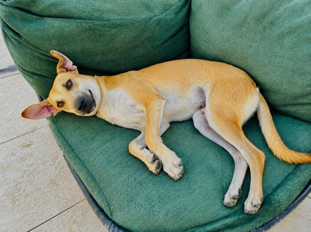 BILLY - Chien à adopter - photo 8