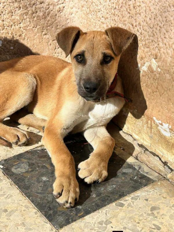 BILLY - Chien à adopter - photo 5