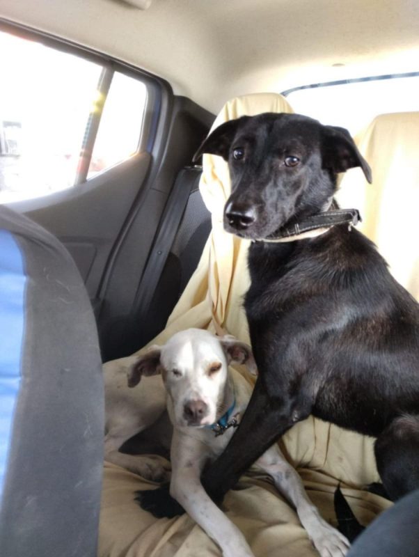 PIMOUSSE - Chien Labrador-Retriever à adopter - photo 2