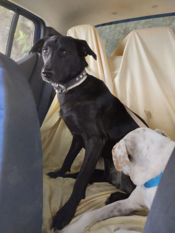 PIMOUSSE - Chien Labrador-Retriever à adopter - photo 3