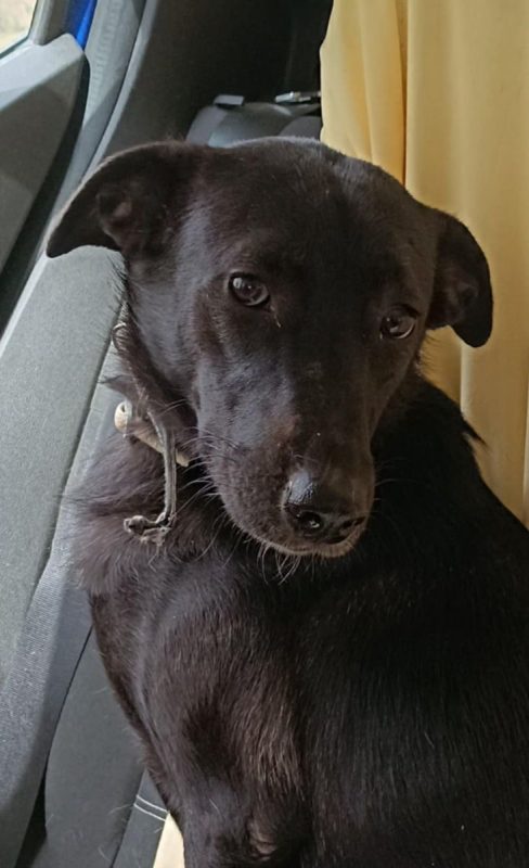 PIMOUSSE - Chien Labrador-Retriever à adopter