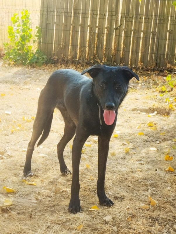 PIMOUSSE - Chien Labrador-Retriever à adopter - photo 4
