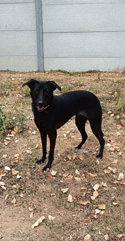PIMOUSSE - Chien Labrador-Retriever à adopter - photo 5