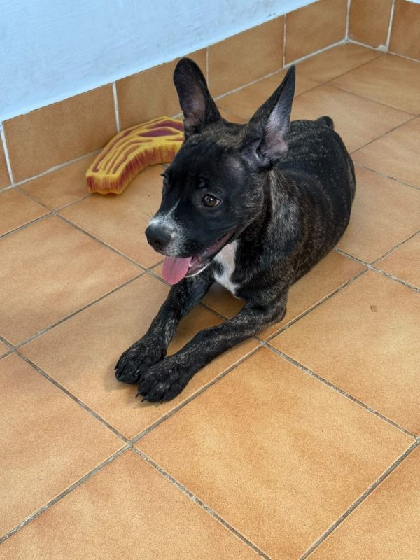 Onyx - Chien à adopter - photo 6