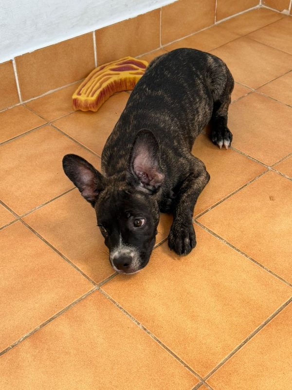 Onyx - Chien à adopter - photo 5