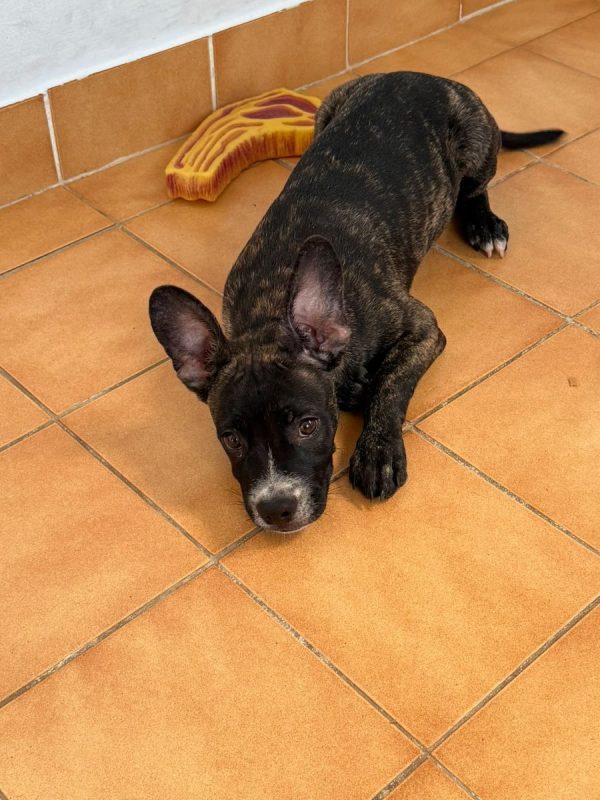 Onyx - Chien à adopter