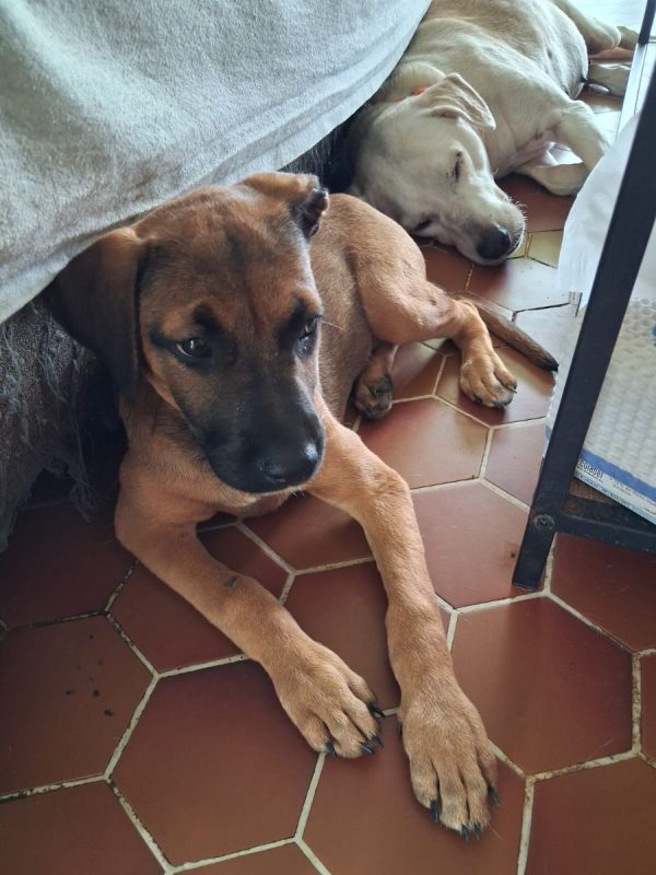 Bambi - Chien à adopter