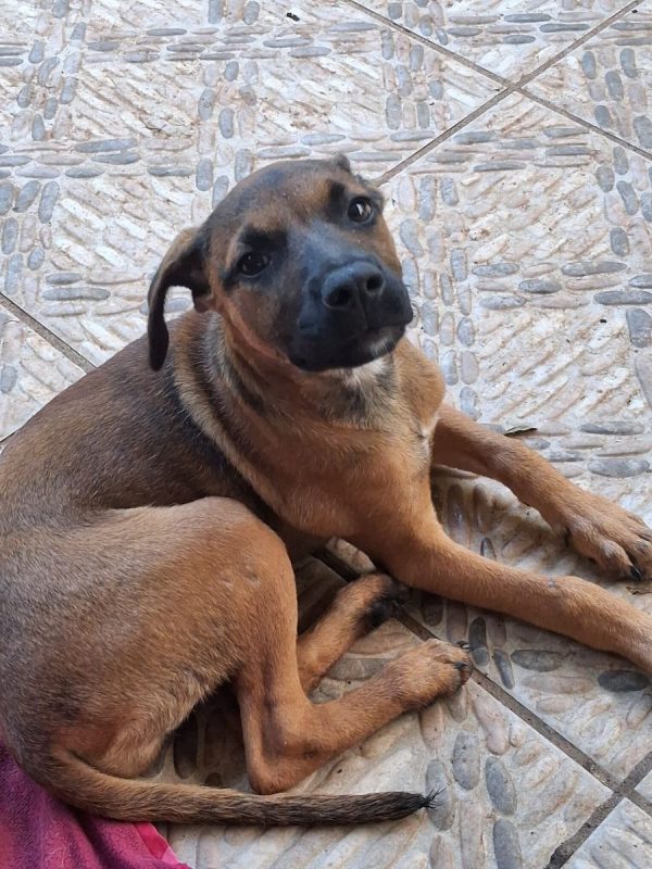 Bambi - Chien à adopter - photo 4
