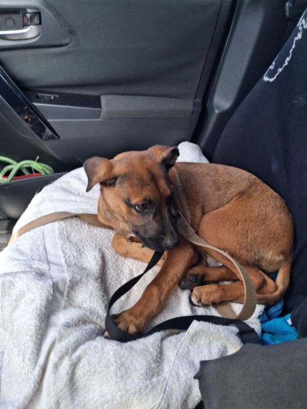 Bambi - Chien à adopter - photo 3