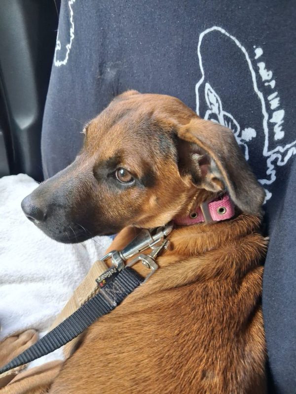 Bambi - Chien à adopter - photo 5