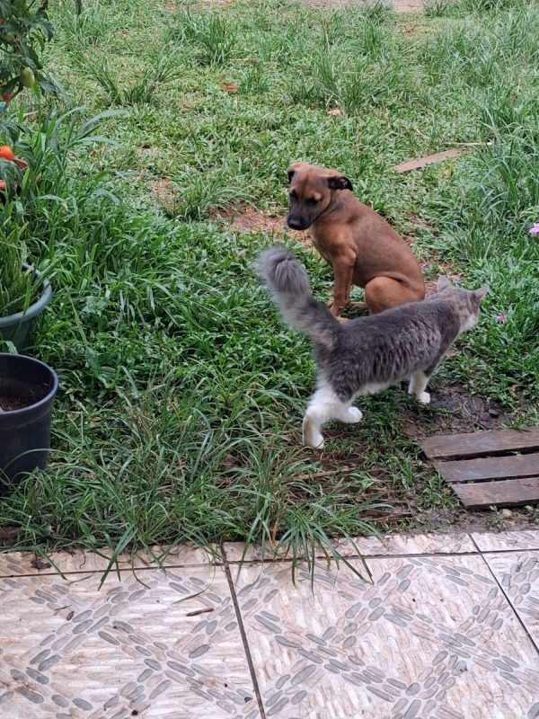 Bambi - Chien à adopter - photo 7