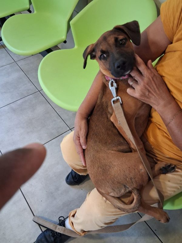 Bambi - Chien à adopter - photo 2