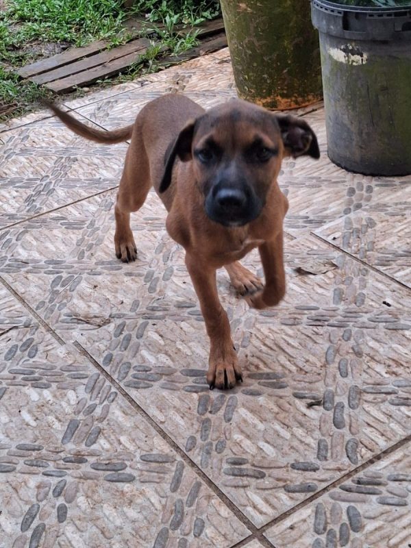 Bambi - Chien à adopter - photo 6