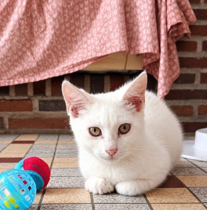ANGELO - Chat à adopter - photo 2