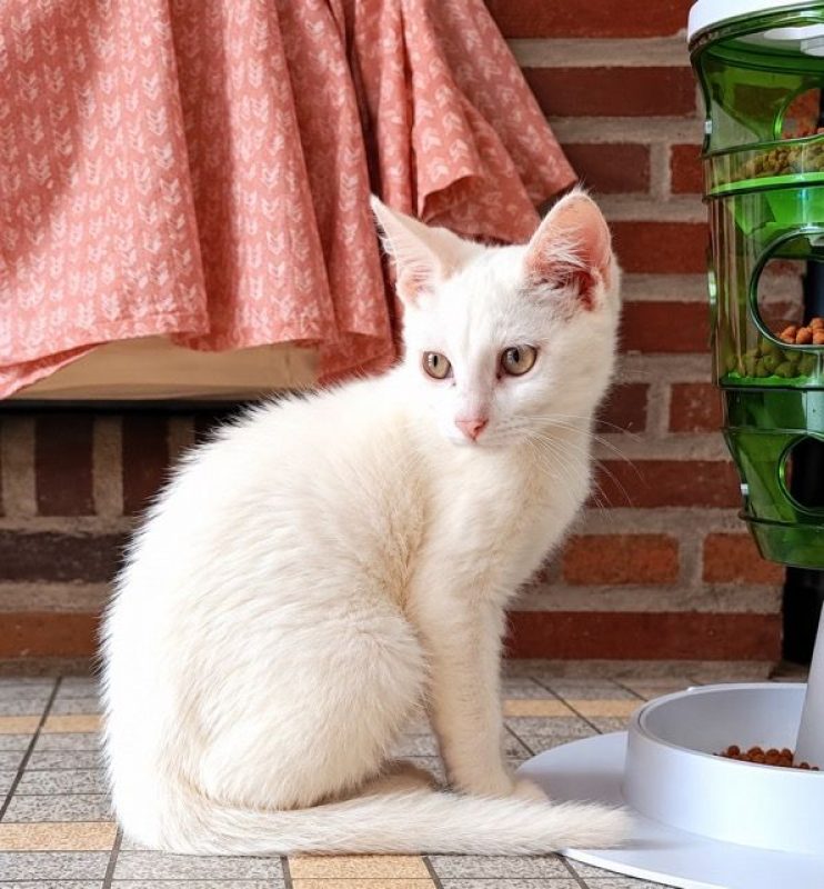 ANGELO - Chat à adopter - photo 3