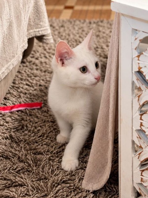 ANGELO - Chat à adopter - photo 8