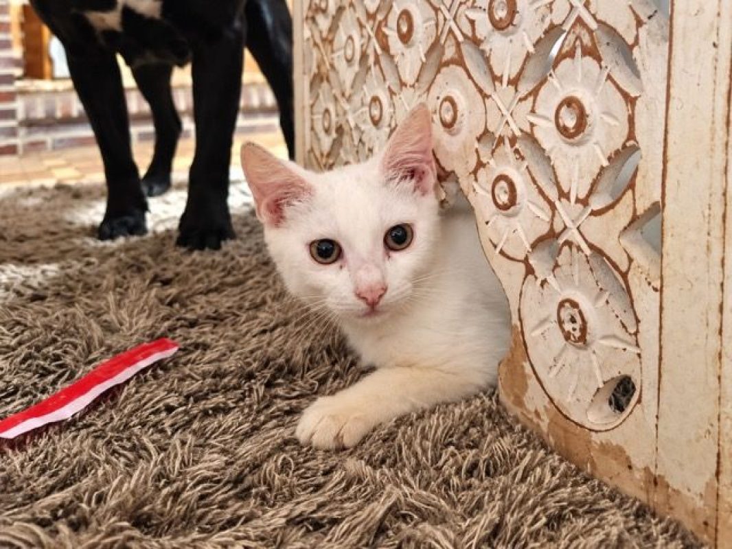 ANGELO - Chat à adopter - photo 5