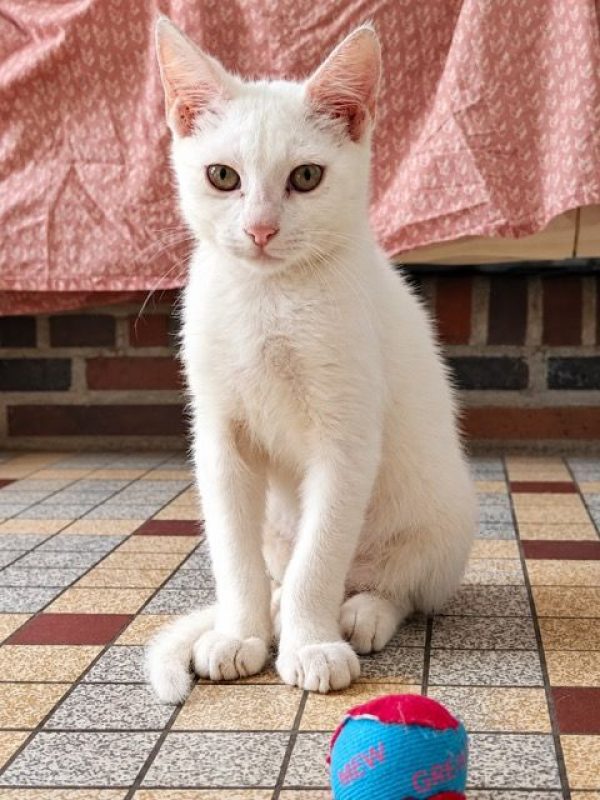 ANGELO - Chat à adopter - photo 4
