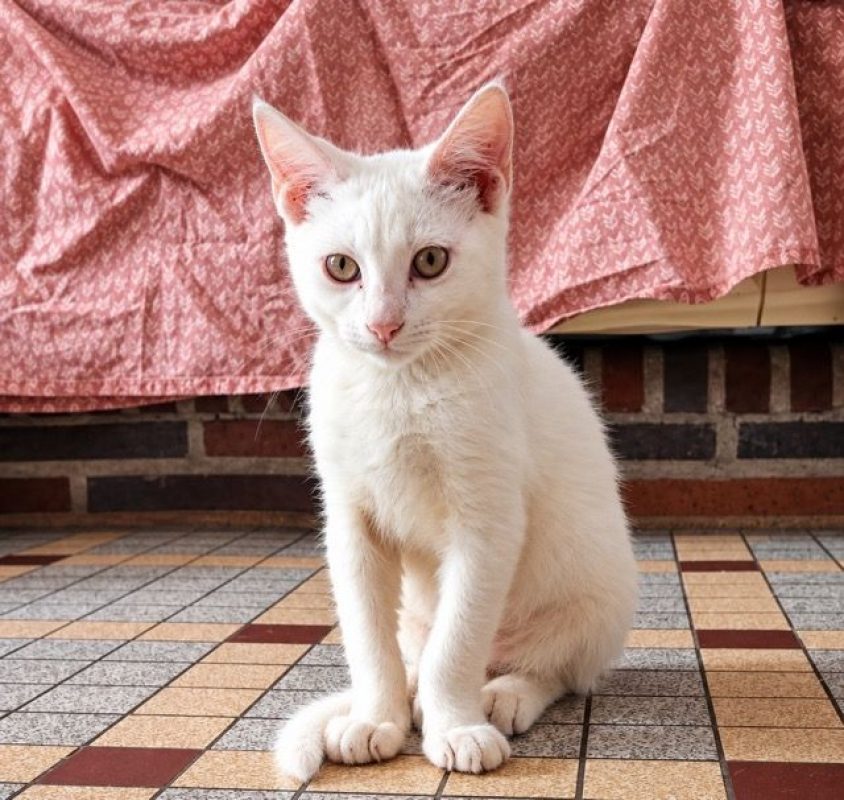 ANGELO - Chat à adopter