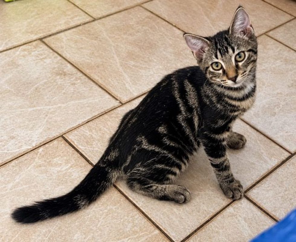 KANTO - Chat à adopter - photo 2