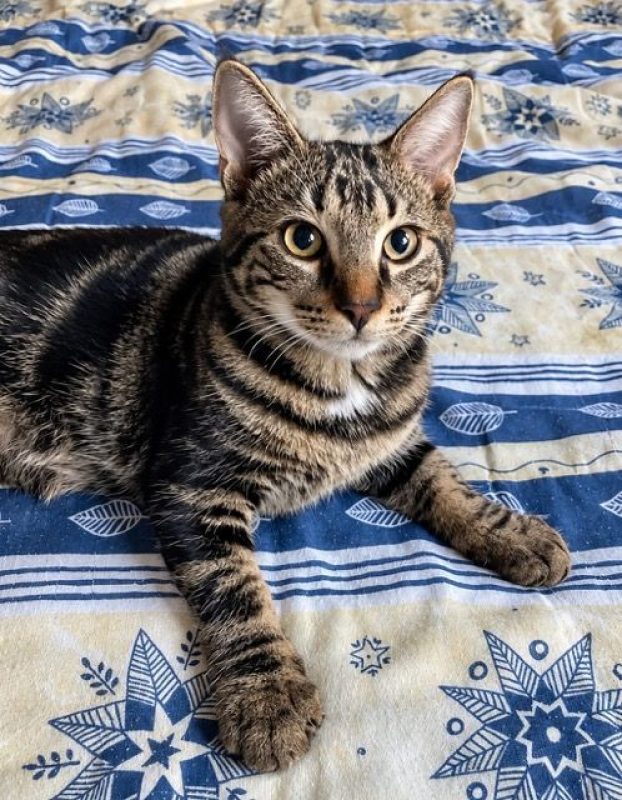 KANTO - Chat à adopter - photo 4