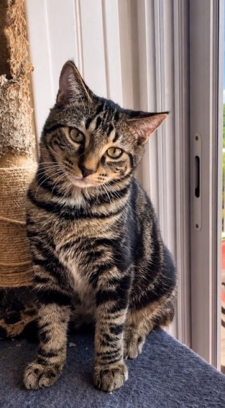 KANTO - Chat à adopter - photo 6