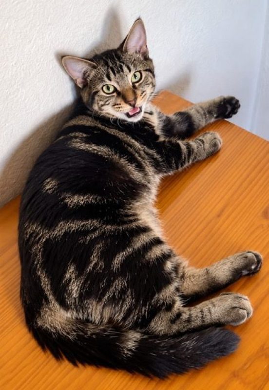 KANTO - Chat à adopter - photo 5