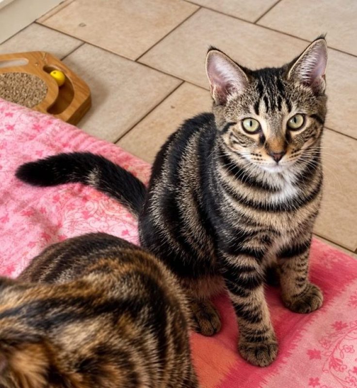 KANTO - Chat à adopter - photo 3