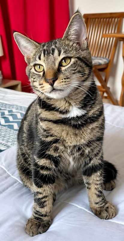 KANTO - Chat à adopter