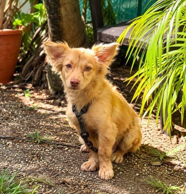 RITZI - Chat à adopter