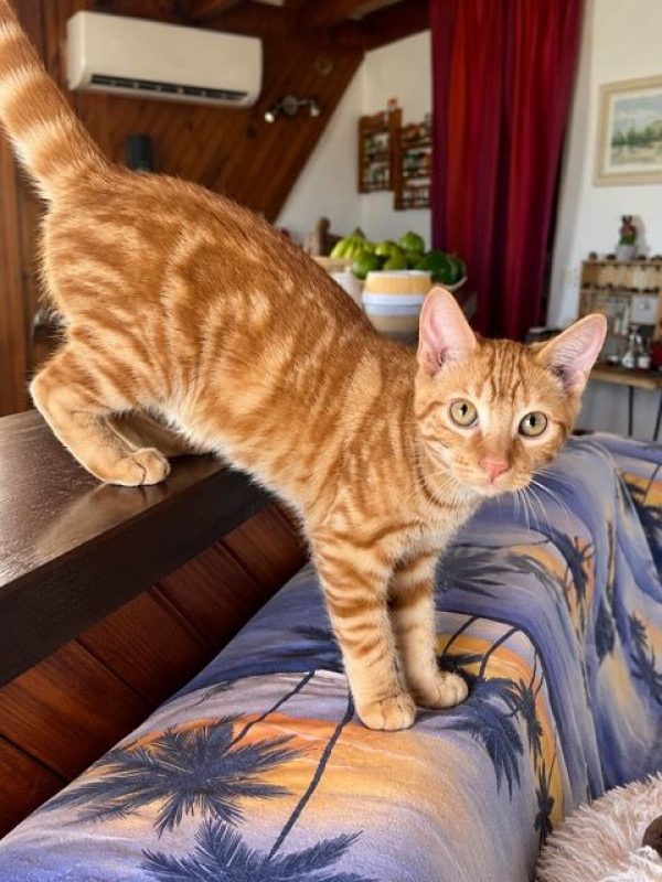 ROUQUIN - Chat à adopter - photo 2