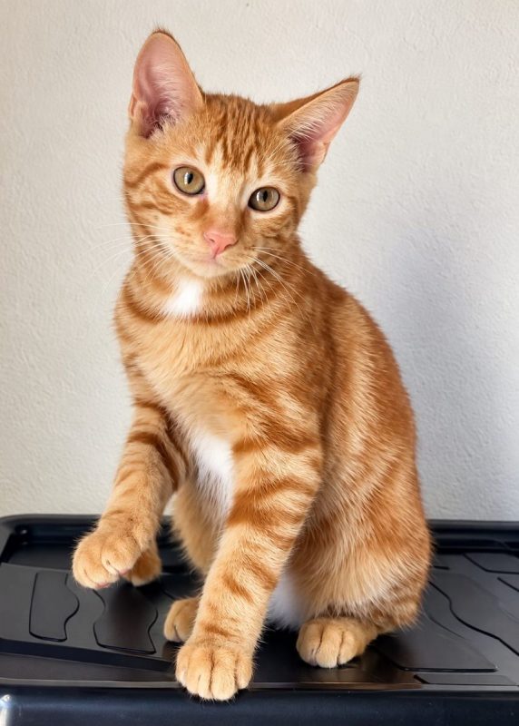 ROUQUIN - Chat à adopter
