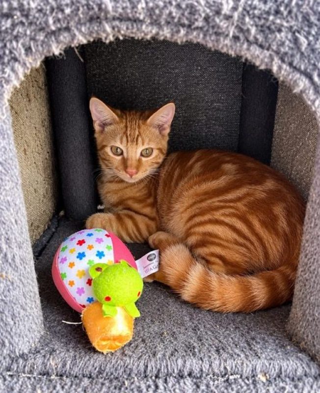 ROUQUIN - Chat à adopter - photo 6