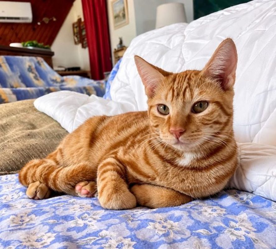 ROUQUIN - Chat à adopter - photo 5