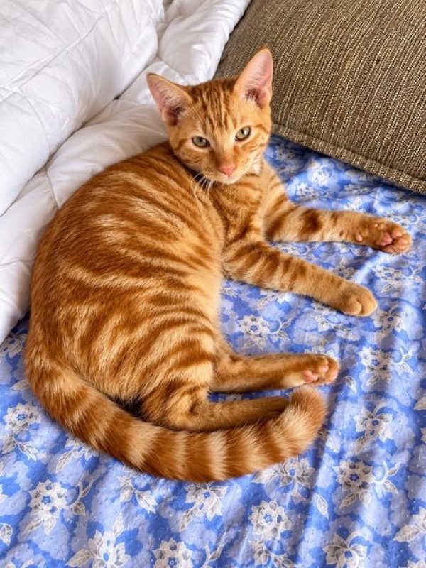 ROUQUIN - Chat à adopter - photo 4
