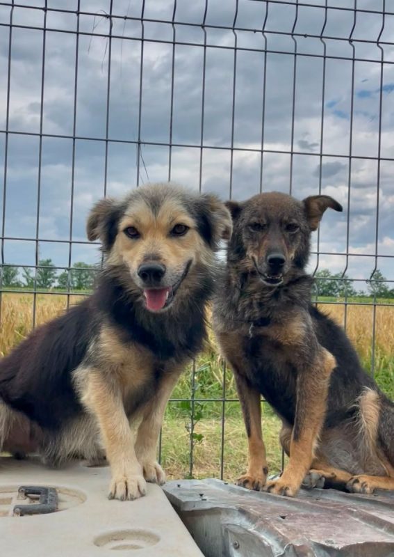 Joy - Chien à adopter - photo 3
