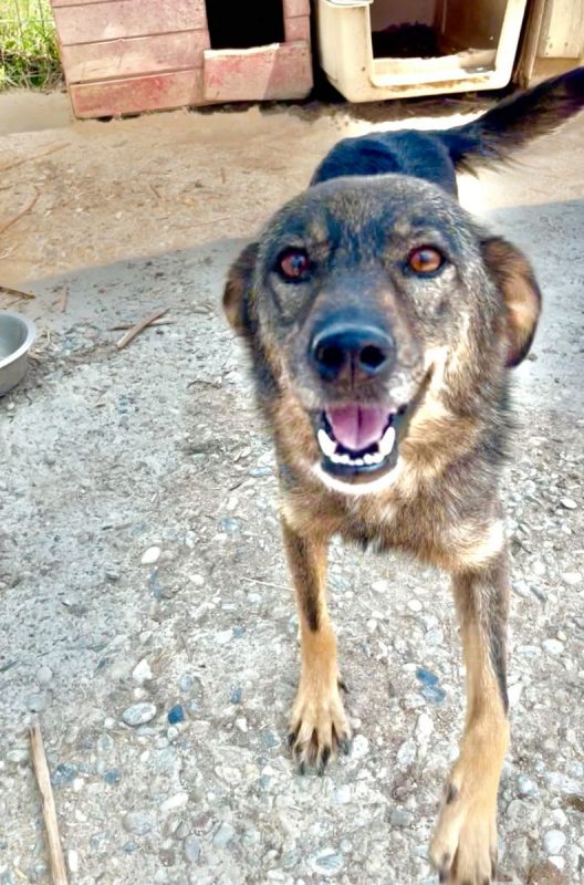 Joy - Chien à adopter - photo 2