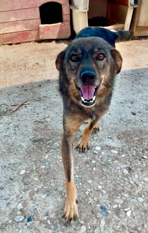 Joy - Chien à adopter - photo 4