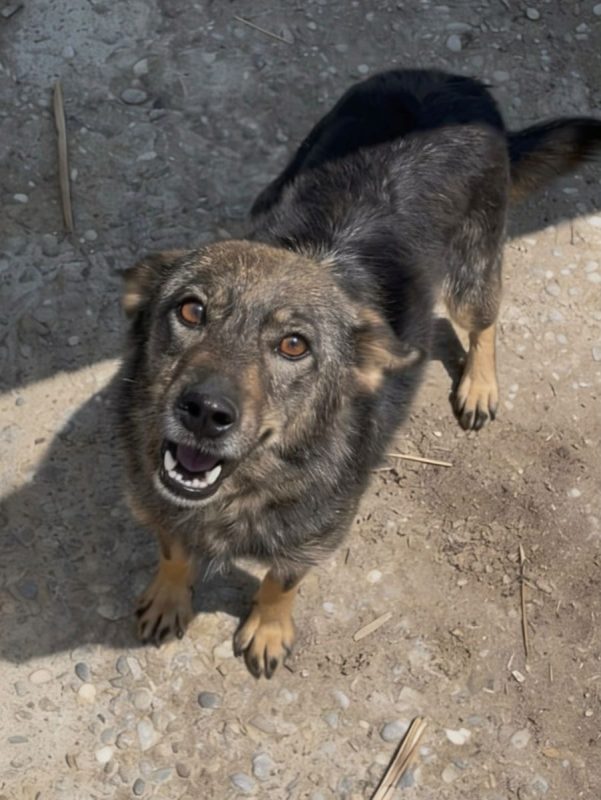 Joy - Chien à adopter