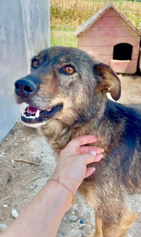 Joy - Chien à adopter - photo 6
