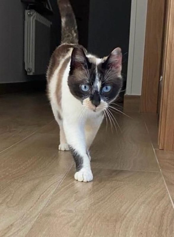 Mulan - Chat à adopter