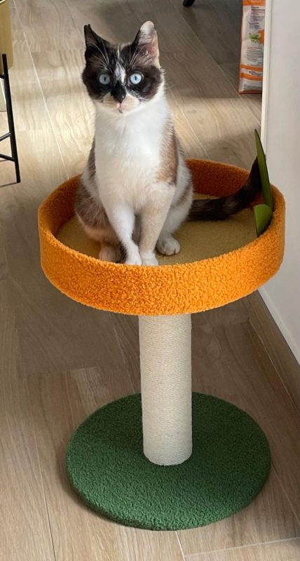 Mulan - Chat à adopter - photo 4
