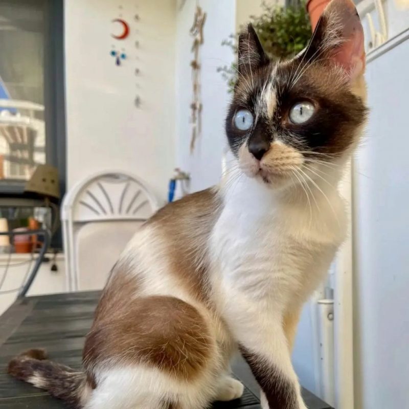 Mulan - Chat à adopter - photo 3