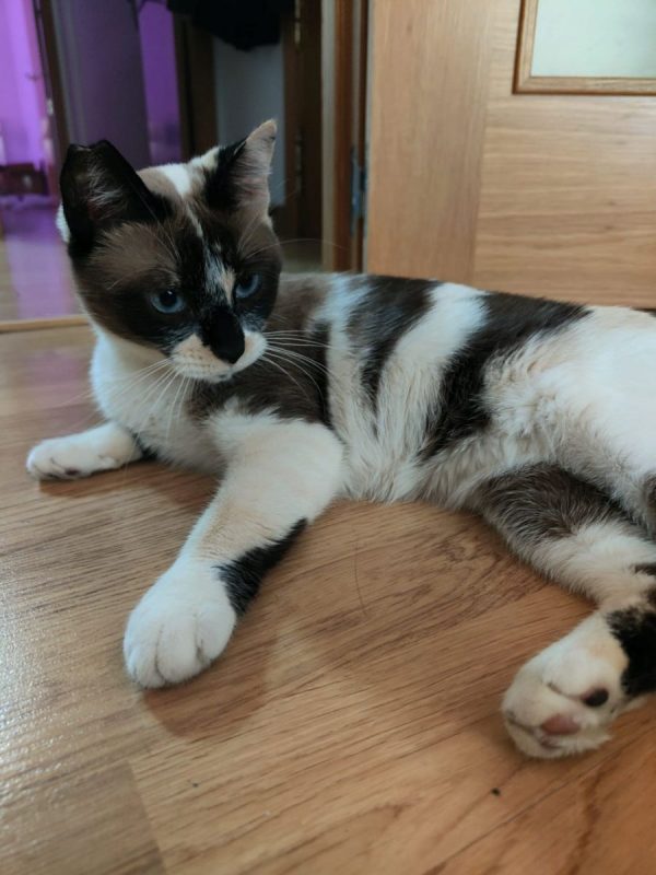 Mulan - Chat à adopter - photo 2