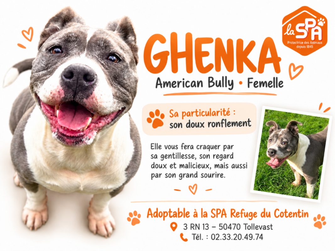 Ghenka - Chien American Bully à adopter