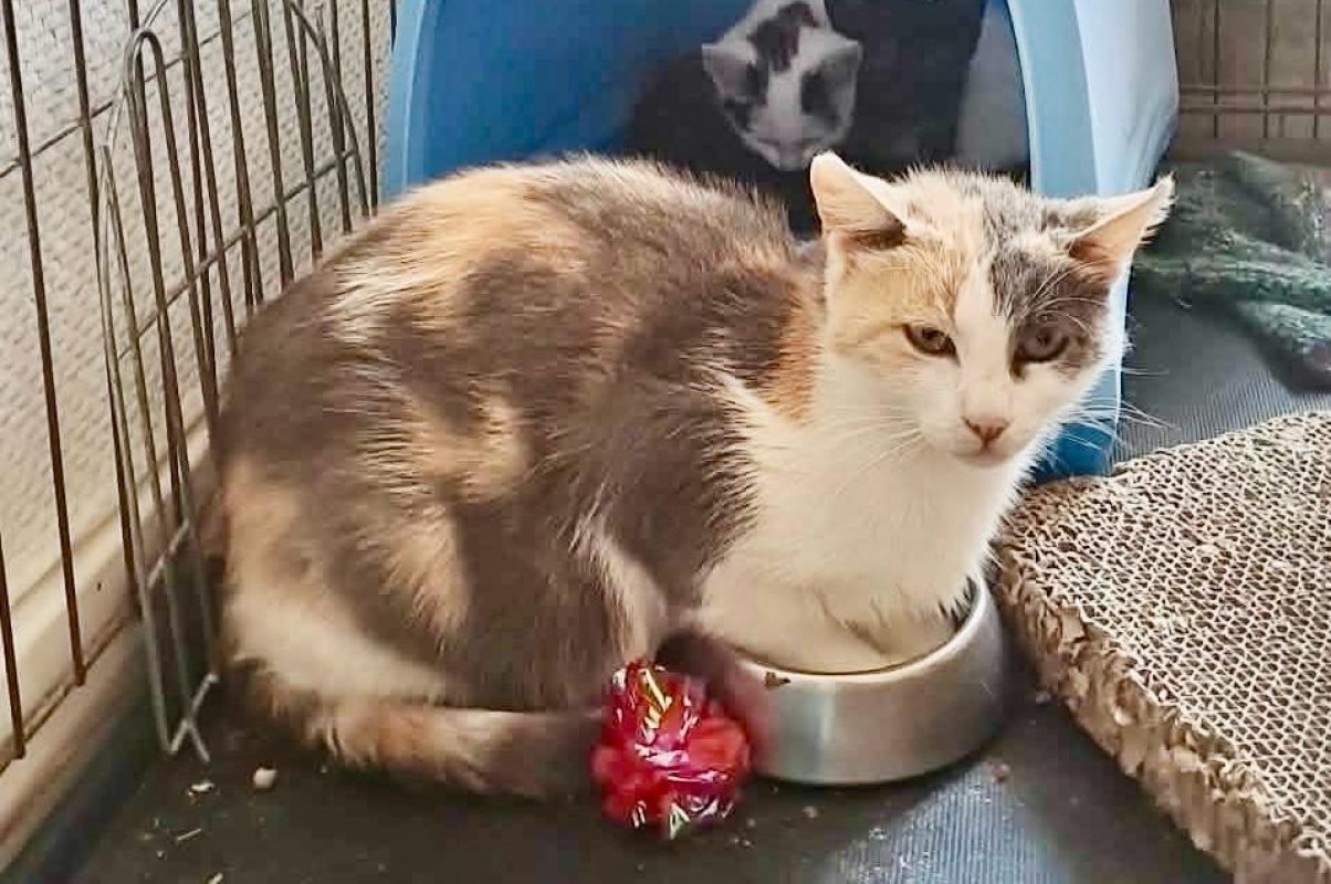Baika - Chat Européen à adopter