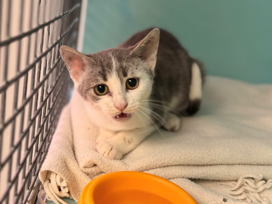 Riley - Chat Européen à adopter