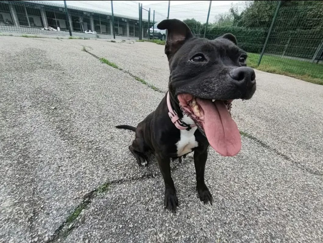 Nikita - Chien à adopter